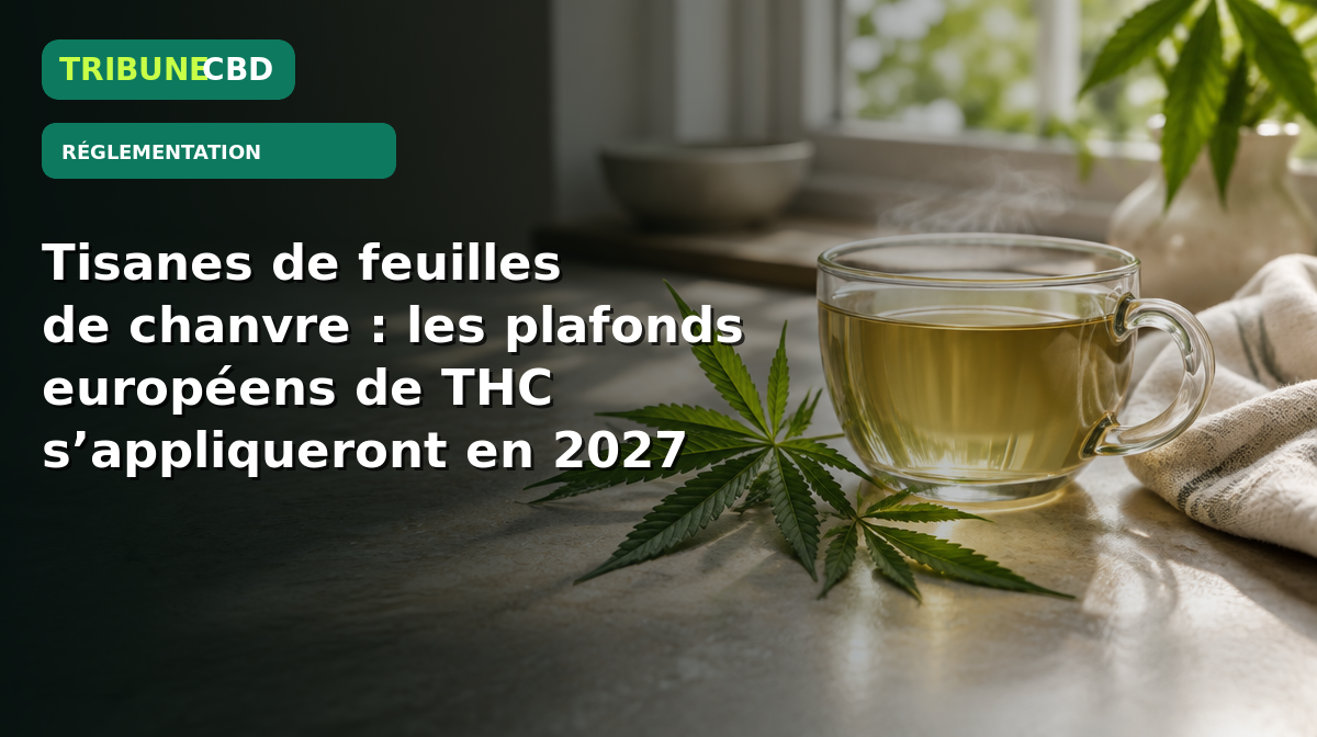Illustration éditoriale : Tisanes de feuilles de chanvre : les plafonds européens de THC s’appliqueront en 2027