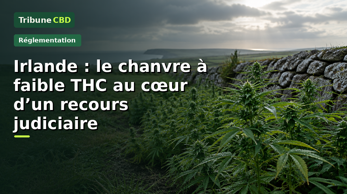 Illustration éditoriale : Irlande : le chanvre à faible THC au cœur d’un recours judiciaire